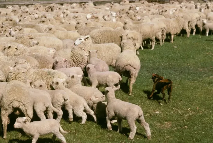 Framed Print : Kelpie working dog - mustering sheep - New South Wales, Australia JPF24793 Framed Print : Kelpie working dog - mustering sheep - New South Wales, Australia JPF24793