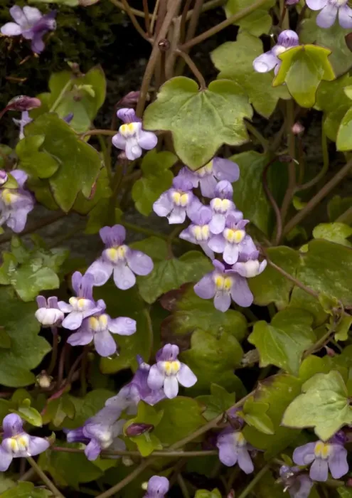 Framed Print : Kenilworth Ivy / Ivy-leaved Toadflax Framed Print : Kenilworth Ivy / Ivy-leaved Toadflax