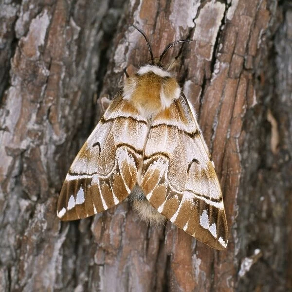 Kentish Glory Moth - female