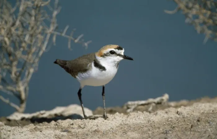 Framed Print : Kentish Plover - male Framed Print : Kentish Plover - male