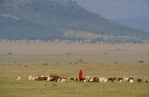 KENYA - Maasai herdsman with sheep, goats & cattle