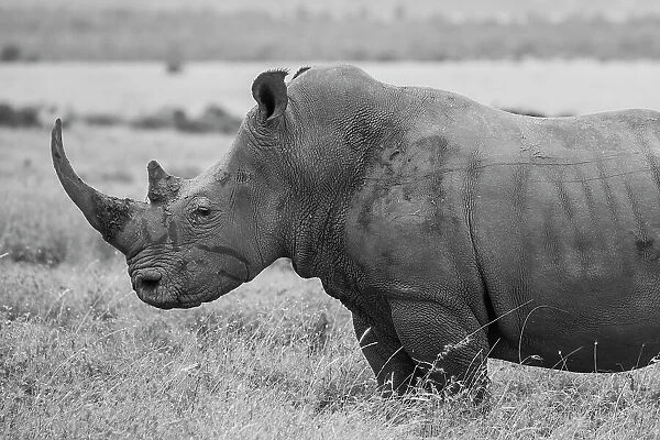 Kenya, Ol Pejeta Conservancy. Southern white rhinoceros (Ceratotherium simum simum) near threatened species. Date: 24-10-2020