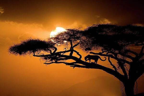 Kenya, Samburu National Reserve. Leopard silhouette in acacia tree. Date: 27-09-2007