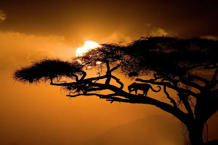 Framed Print : Kenya, Samburu National Reserve. Leopard silhouette in acacia tree. Date: 27-09-2007 Framed Print : Kenya, Samburu National Reserve. Leopard silhouette in acacia tree. Date: 27-09-2007