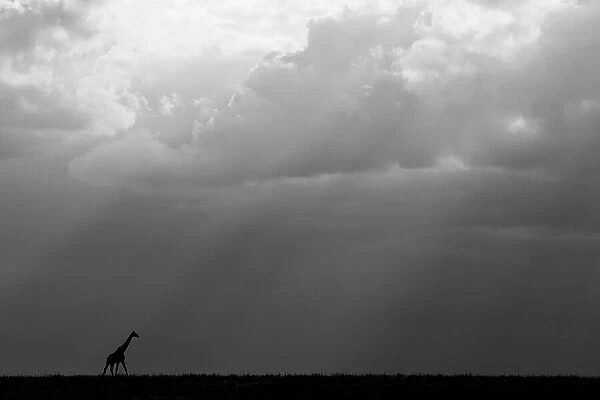 Kenya, Serengeti, Maasai Mara. Masai giraffe in front of stormy sky. Endangered species. Date: 26-10-2020