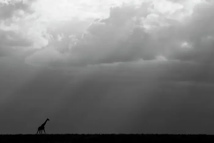 Framed Print : Kenya, Serengeti, Maasai Mara. Masai giraffe in front of stormy sky. Endangered species. Date: 26-10-2020 Framed Print : Kenya, Serengeti, Maasai Mara. Masai giraffe in front of stormy sky. Endangered species. Date: 26-10-2020