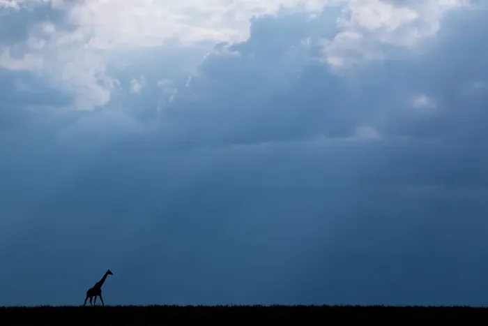 Framed Print : Kenya, Serengeti, Maasai Mara. Masai giraffe in front of stormy sky. Endangered species. Date: 26-10-2020 Framed Print : Kenya, Serengeti, Maasai Mara. Masai giraffe in front of stormy sky. Endangered species. Date: 26-10-2020