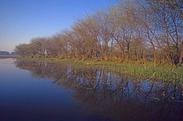 Keoladeo National Park in spring, Trees alongside water Keoladeo National Park, India