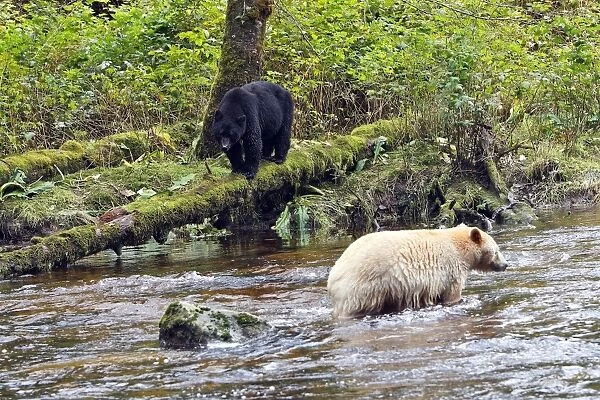 Kermode Bear  /  Spirit Bear - with Black bear (Ursus americanus) hunting for Sockeye Salmon. The Tsimshian of northern British Columbia believed that the Kermode bear, a black bear in a white coat, very rare