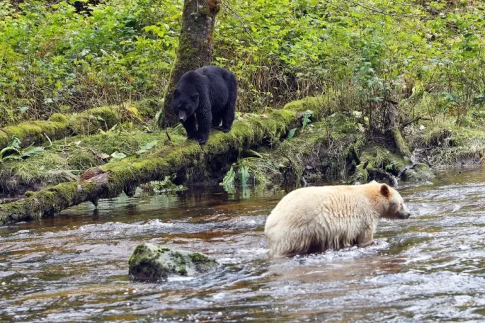 Framed Print : Kermode Bear / Spirit Bear - with Black bear (Ursus americanus) hunting for Sockeye Salmon. The Tsimshian of northern British Columbia believed that the Kermode bear, a black bear in a white coat, very rare Framed Print : Kermode Bear / Spirit Bear - with Black bear (Ursus americanus) hunting for Sockeye Salmon. The Tsimshian of northern British Columbia believed that the Kermode bear, a black bear in a white coat, very rare