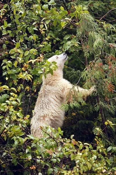 Kermode Bear  /  Spirit Bear - Eating fruits of Pacific Crab Apple Tree (Malus fusca). The Tsimshian of northern British Columbia believed that the Kermode bear, a black bear in a white coat, very rare
