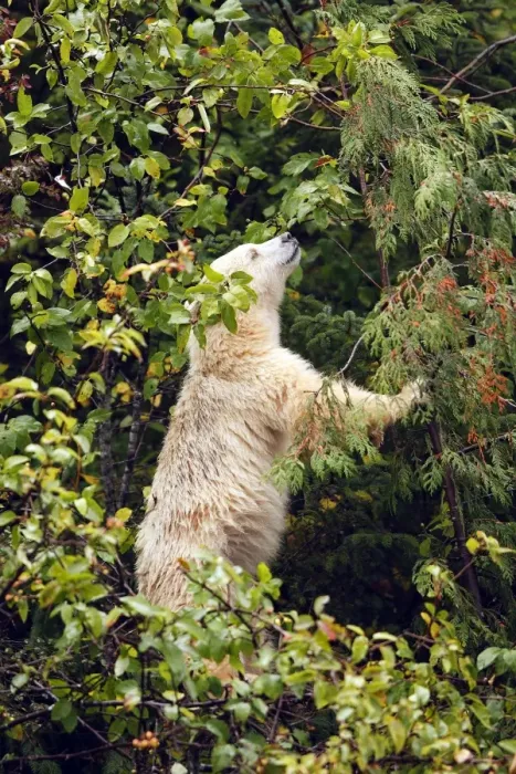 Framed Print : Kermode Bear / Spirit Bear - Eating fruits of Pacific Crab Apple Tree (Malus fusca). The Tsimshian of northern British Columbia believed that the Kermode bear, a black bear in a white coat, very rare Framed Print : Kermode Bear / Spirit Bear - Eating fruits of Pacific Crab Apple Tree (Malus fusca). The Tsimshian of northern British Columbia believed that the Kermode bear, a black bear in a white coat, very rare