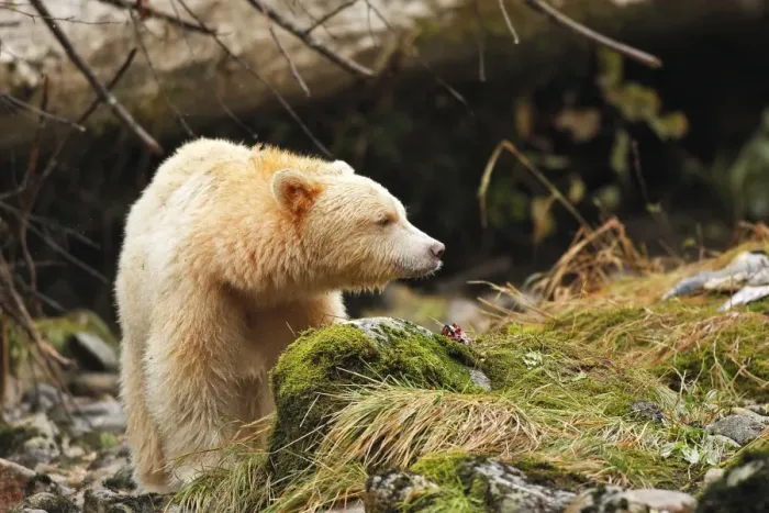 Framed Print : Kermode Bear / Spirit Bear - eating Sockeye Salmon. The Tsimshian of northern British Columbia believed that the Kermode bear, a black bear in a white coat, very rare, was lived in by a spirit of a terrible power Island Princess Royal Framed Print : Kermode Bear / Spirit Bear - eating Sockeye Salmon. The Tsimshian of northern British Columbia believed that the Kermode bear, a black bear in a white coat, very rare, was lived in by a spirit of a terrible power Island Princess Royal