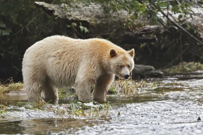 Framed Print : Kermode Bear / Spirit Bear - fishing for Sockeye salmon. The Tsimshian of northern British Columbia believed that the Kermode bear, a black bear in a white coat, very rare Framed Print : Kermode Bear / Spirit Bear - fishing for Sockeye salmon. The Tsimshian of northern British Columbia believed that the Kermode bear, a black bear in a white coat, very rare