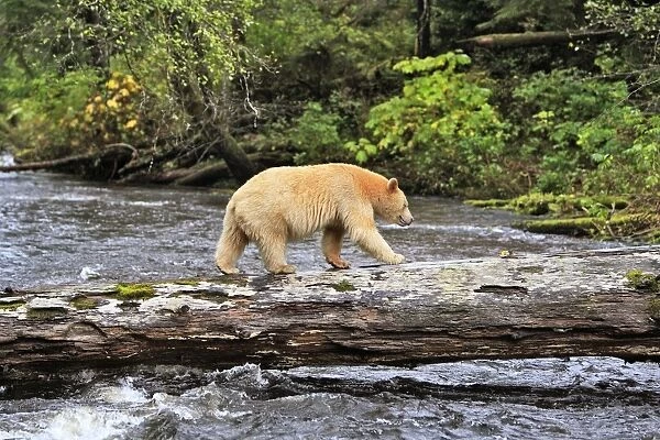 Kermode Bear  /  Spirit Bear - hunting for Salmon. The Tsimshian of northern British Columbia believed that the Kermode bear, a black bear in a white coat, very rare, was lived in by a spirit of a terrible power Island Princess Royal
