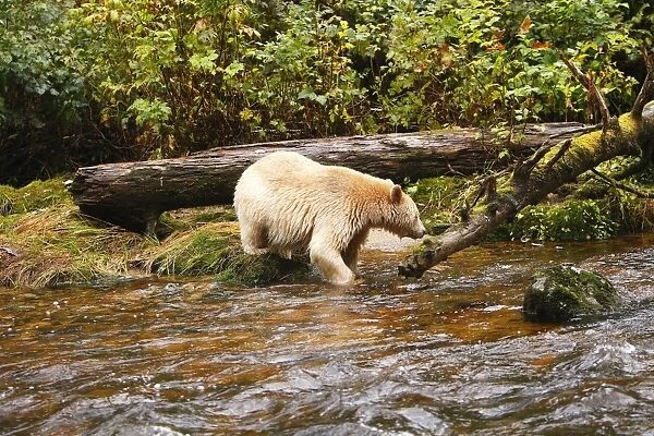 Kermode Bear  /  Spirit Bear - hunting for Sockeye Salmon. The Tsimshian of northern British Columbia believed that the Kermode bear, a black bear in a white coat, very rare