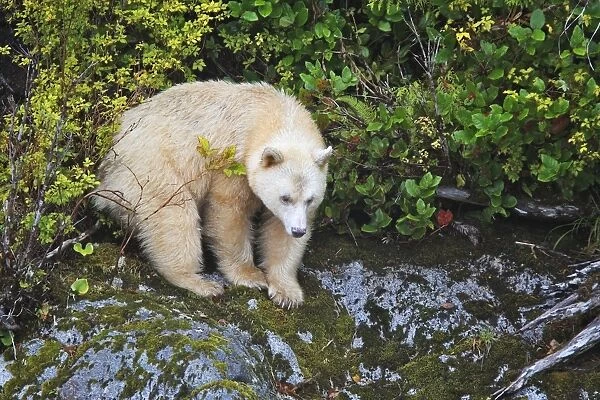 Kermode Bear  /  Spirit Bear - The Tsimshian of northern British Columbia believed that the Kermode bear, a black bear in a white coat, very rare, was lived in by a spirit of a terrible power Island Princess Royal. British Columbia. Canada