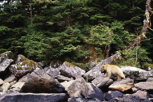 Kermode  /  Ghost  /  Spirit Bear TOM 91 British Columbia Canada. Ursus americanus kermode © Tom & Pat Leeson  /  ARDEA LONDON