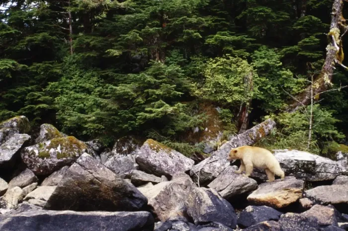 Framed Print : Kermode / Ghost / Spirit Bear TOM 91 British Columbia Canada. Ursus americanus kermode © Tom & Pat Leeson / ARDEA LONDON Framed Print : Kermode / Ghost / Spirit Bear TOM 91 British Columbia Canada. Ursus americanus kermode © Tom & Pat Leeson / ARDEA LONDON