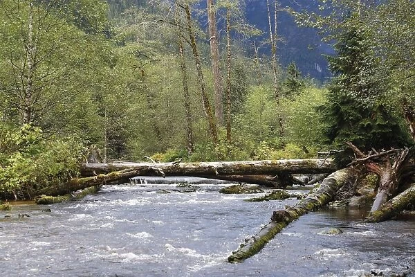 Kermode  /  Spirit Bear & Balck Bear habitat - river in wet temperate forests used for Salmon fishing. Princess Royal Island, British Columbia, Canada