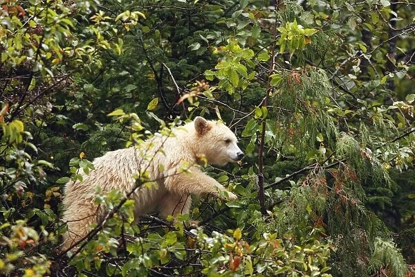 Kermode  /  Spirit Bear - eating fruits of Pacific Crab Apple Tree (Malus fusca). The Tsimshian of northern British Columbia believed that the Kermode bear, a black bear in a white coat, very rare