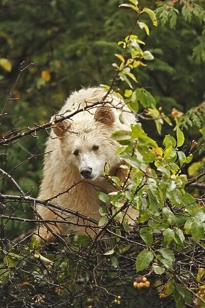 Kermode  /  Spirit Bear - eating fruits of Pacific Crab Apple Tree ( Malus fusca). The Tsimshian of northern British Columbia believed that the Kermode bear, a black bear in a white coat, very rare