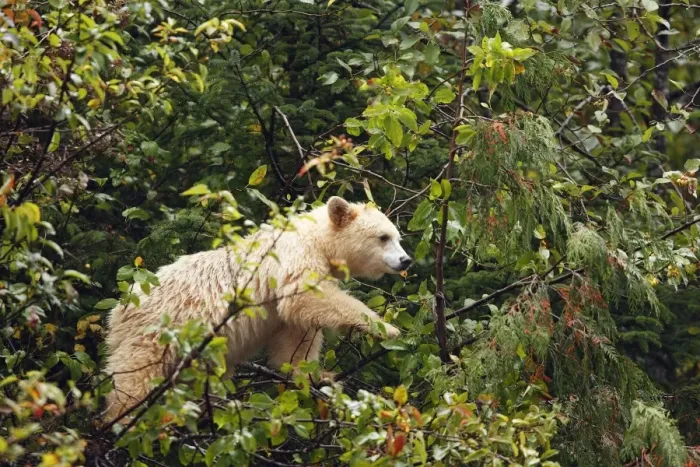 Framed Print : Kermode / Spirit Bear - eating fruits of Pacific Crab Apple Tree (Malus fusca). The Tsimshian of northern British Columbia believed that the Kermode bear, a black bear in a white coat, very rare Framed Print : Kermode / Spirit Bear - eating fruits of Pacific Crab Apple Tree (Malus fusca). The Tsimshian of northern British Columbia believed that the Kermode bear, a black bear in a white coat, very rare
