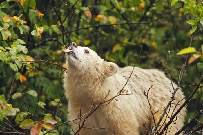 Framed Print : Kermode  /  Spirit Bear - eating fruits of Pacific Crab Apple Tree (Malus fusca). The Tsimshian of northern British Columbia believed that the Kermode bear, a black bear in a white coat, very rare