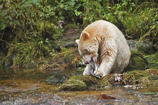 Kermode  /  Spirit Bear - eating Socjeye Salmon. The Tsimshian of northern British Columbia believed that the Kermode bear, a black bear in a white coat, very rare, was lived in by a spirit of a terrible power Island Princess Royal