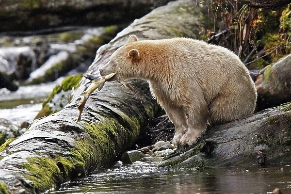 Kermode  /  Spirit Bear - eating Sockeye Salmon. The Tsimshian of northern British Columbia believed that the Kermode bear, a black bear in a white coat, very rare, was lived in by a spirit of a terrible power Island Princess Royal