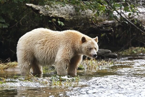 Kermode  /  Spirit Bear - fishing for Sockeye Salmon. The Tsimshian of northern British Columbia believed that the Kermode bear, a black bear in a white coat, very rare, was lived in by a spirit of a terrible power Island Princess Royal