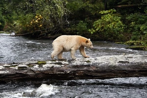 Kermode  /  Spirit Bear - hunting for Sockeye Salmon. The Tsimshian of northern British Columbia believed that the Kermode bear, a black bear in a white coat, very rare, was lived in by a spirit of a terrible power Island Princess Royal