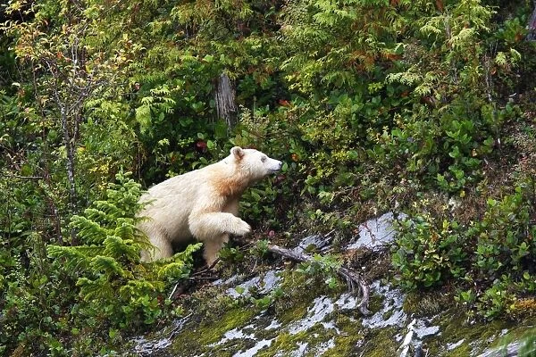 Kermode  /  Spirit Bear - The Tsimshian of northern British Columbia believed that the Kermode bear, a black bear in a white coat, very rare, was lived in by a spirit of a terrible power Island Princess Royal. British Columbia. Canada