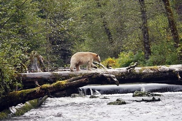 Kermode  /  Spirit Bear - The Tsimshian of northern British Columbia believed that the Kermode bear, a black bear in a white coat, very rare, was lived in by a spirit of a terrible power Island Princess Royal. British Columbia. Canada
