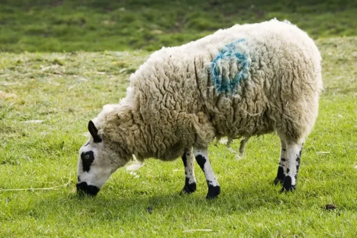 Framed Print : Kerry Hill sheep grazing Cotswold Farm Park, UK. Developed in the village of Kerry in the early 1800s the breed has attractive black facial features and the fleece produces dense soft white wool Framed Print : Kerry Hill sheep grazing Cotswold Farm Park, UK. Developed in the village of Kerry in the early 1800s the breed has attractive black facial features and the fleece produces dense soft white wool