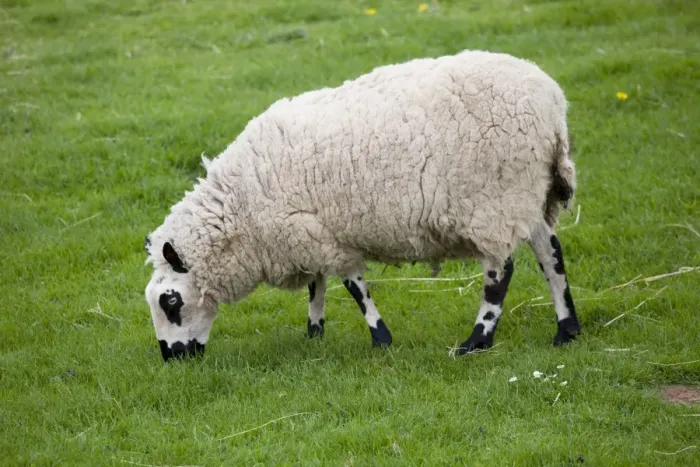 Framed Print : Kerry Hill sheep grazing - Cotswold Farm Park - Temple Guiting Glos UK Framed Print : Kerry Hill sheep grazing - Cotswold Farm Park - Temple Guiting Glos UK