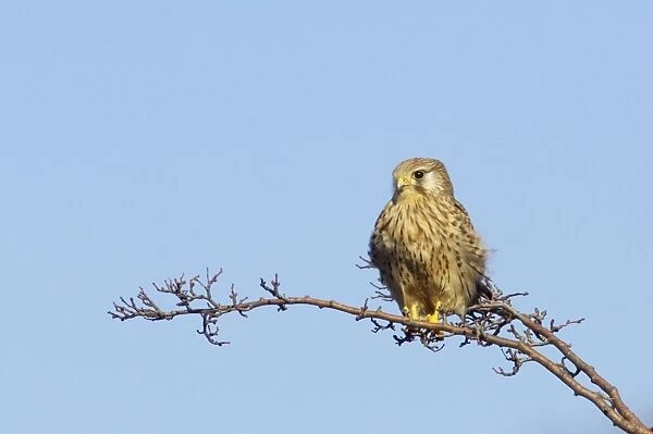 Kestral - Female at Rest Falco tinnunculus Two Tree Island Essex, UK BI013253