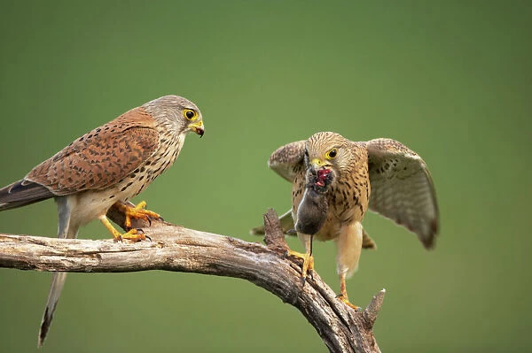 Kestral - Male passing food to female Falco tinnunculus Hungary BI016142