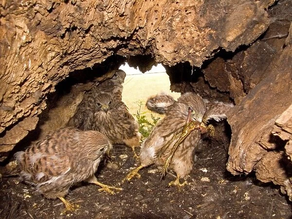 Kestrel - Chicks in nest fighting over frog prey - July - Breckland - Norfolk - UK