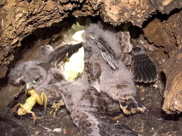 Kestrel -Chicks in nest hole fighting over frog - July - Breckland - Norfolk - UK