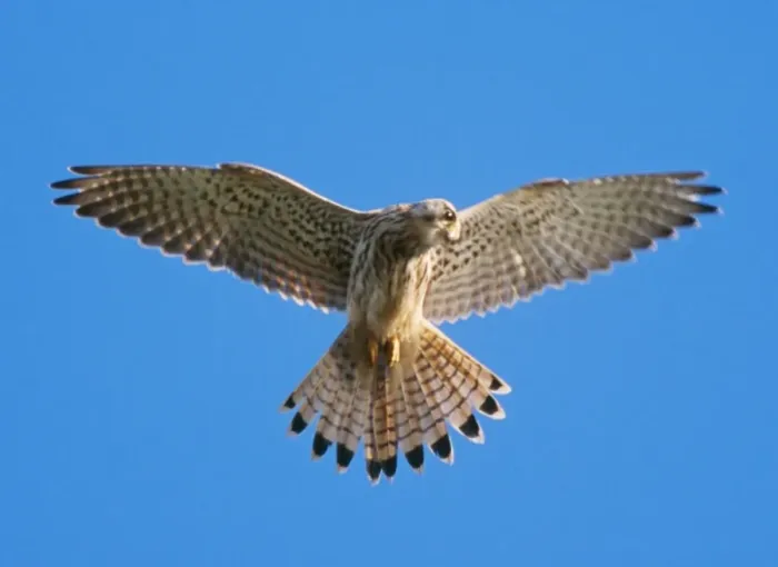 Framed Print : Kestrel - female in flight