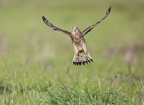 Kestrel - female in flight takes off - controlled conditions 10432
