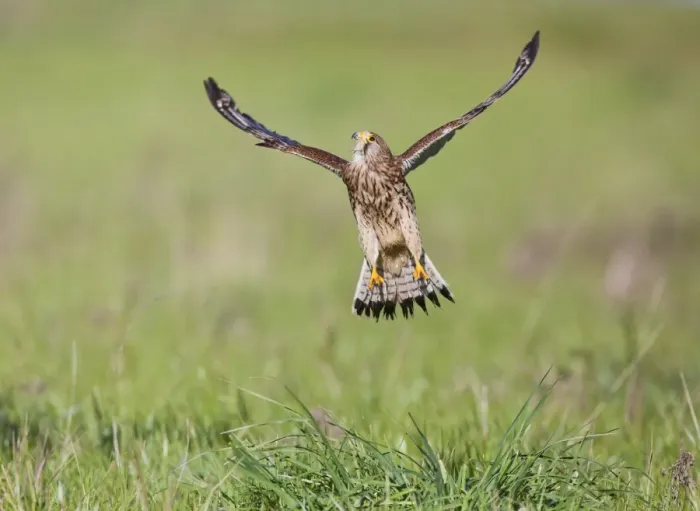 Framed Print : Kestrel - female in flight takes off - controlled conditions 10432 Framed Print : Kestrel - female in flight takes off - controlled conditions 10432
