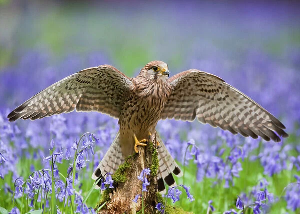 Kestrel - female landing on stump in bluebell wood - controlled conditions 10283