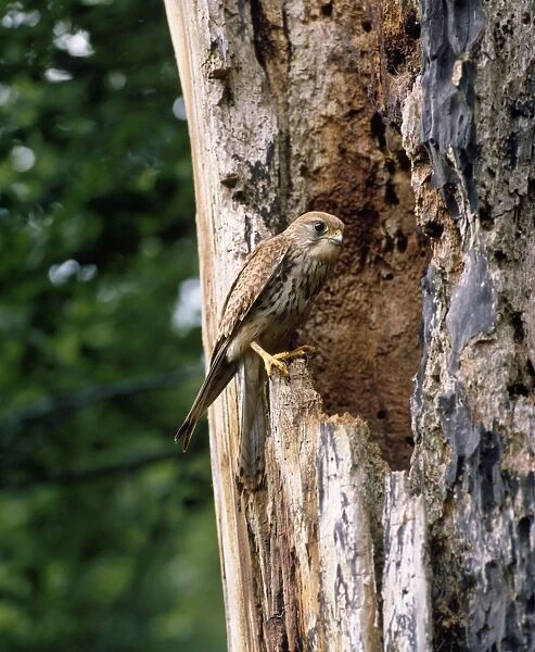 Kestrel - female at nest cavity - Sussex UK