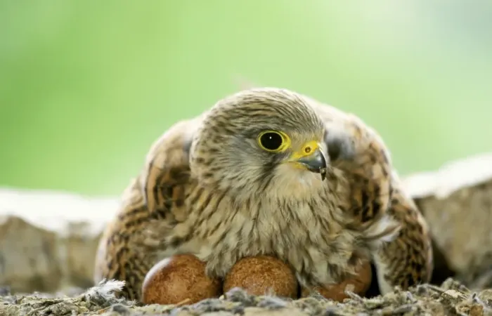 Framed Print : Kestrel - female at nest on eggs Framed Print : Kestrel - female at nest on eggs