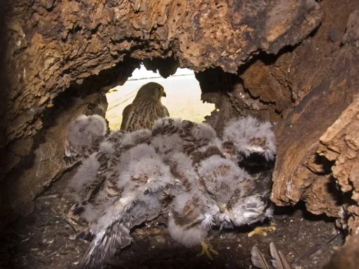 Framed Print : Kestrel - Female perched at nest hole with chicks in the foreground - July - Breckland - Norfolk - UK