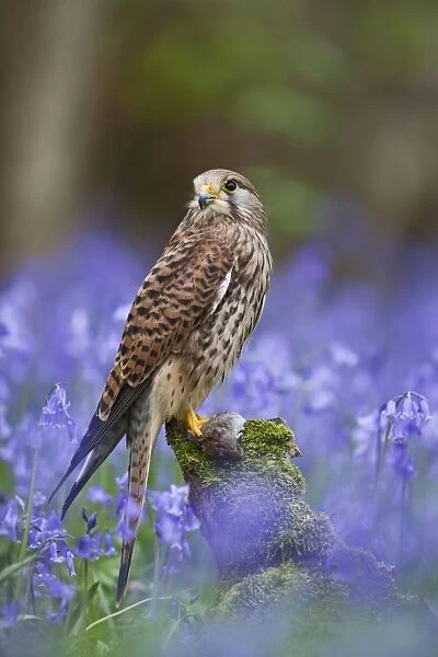 Kestrel - female with vole on stump in bluebell wood - controlled conditions 10278