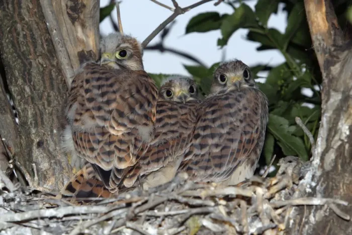 Framed Print : Kestrel - Fledglings in nest Lower Saxony, Germany Framed Print : Kestrel - Fledglings in nest Lower Saxony, Germany
