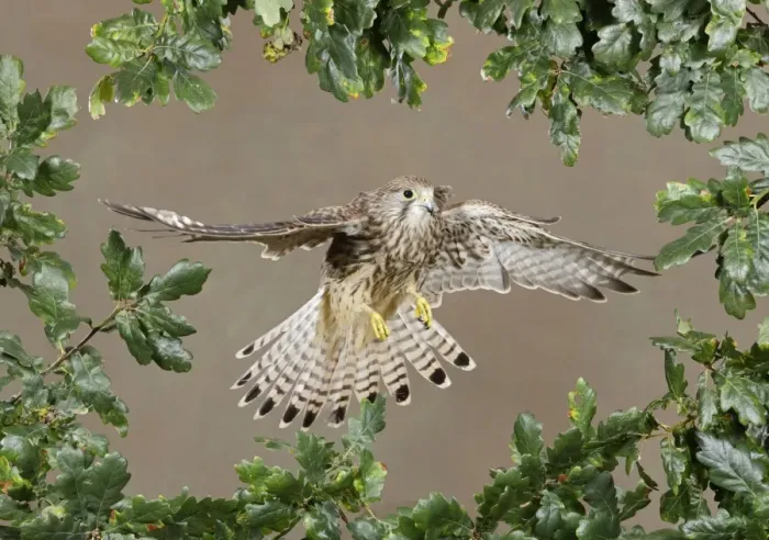 Framed Print : Kestrel - in flight Bedfordshire uk